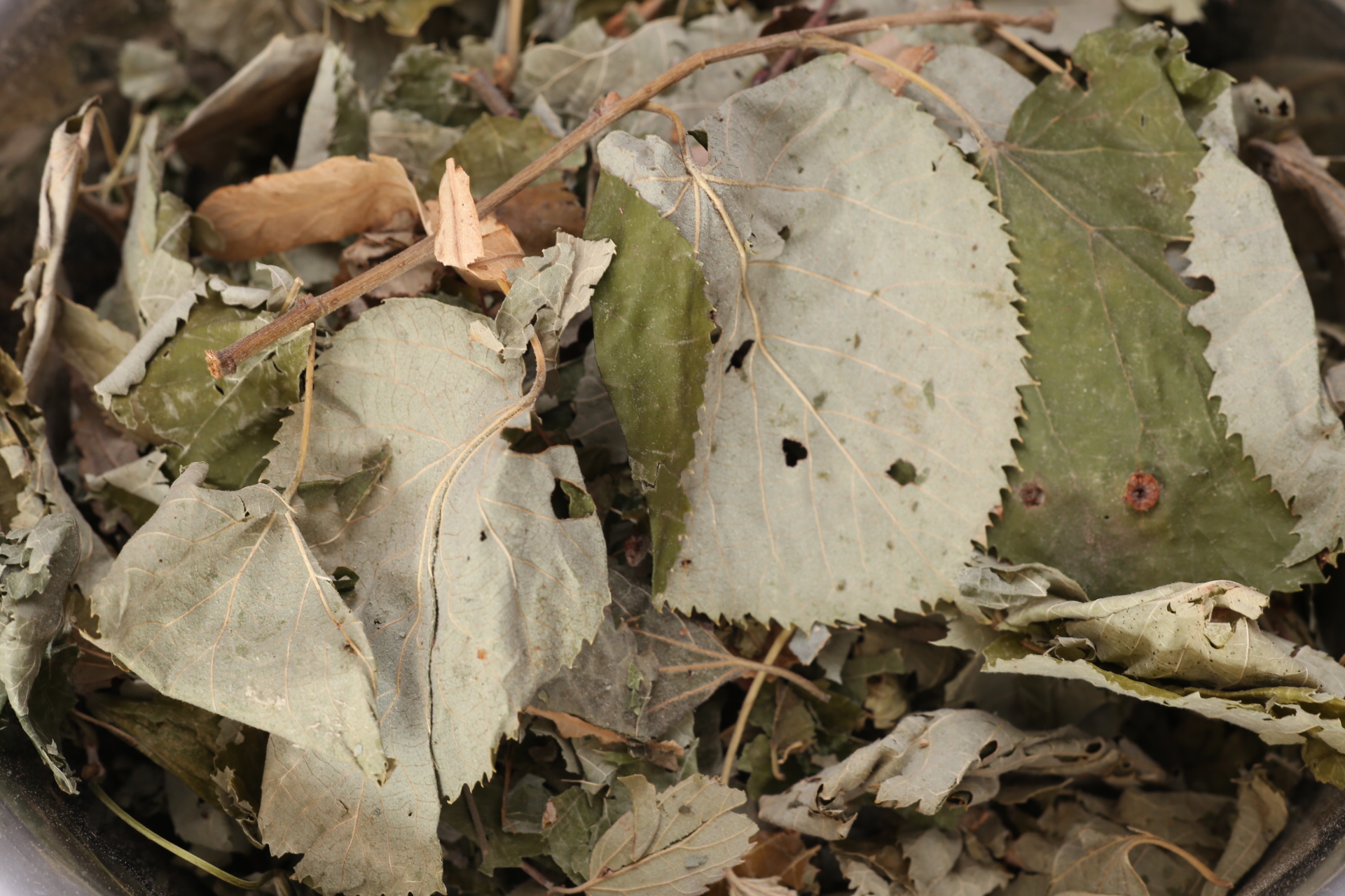 Lindenblätter