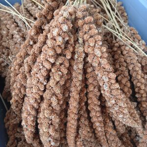 Rote Kolbenhirse China für Vögel und Nager