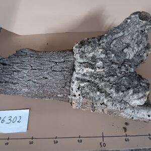 Korkröhre 26302