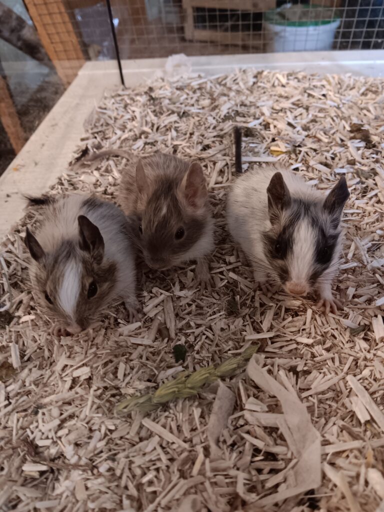 Degubabys