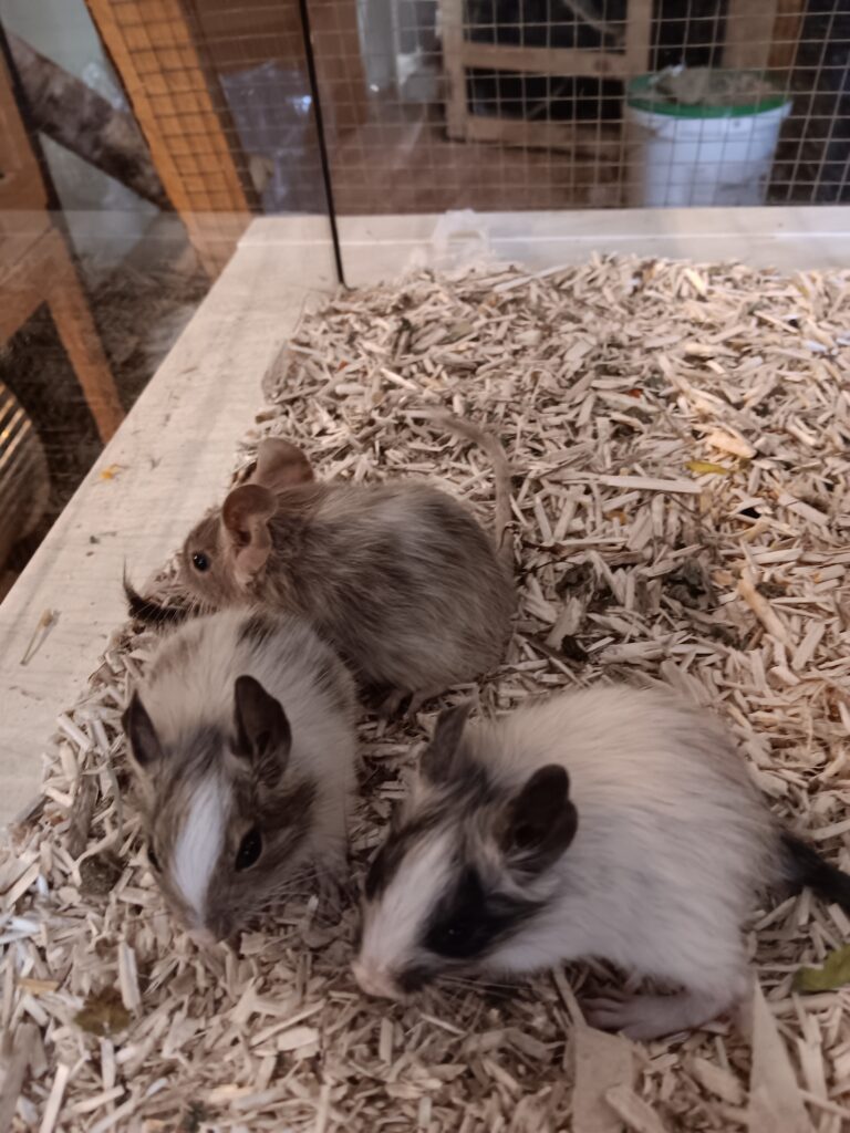 Degubabys
